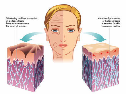 How to increase and preserve collagen .